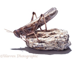 Locust adult on rock