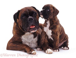 Boxer mother and pup
