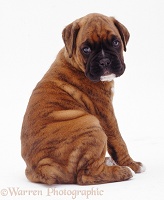 Boxer pup