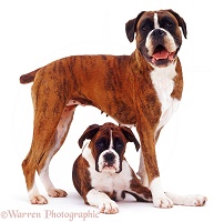Boxer and pup