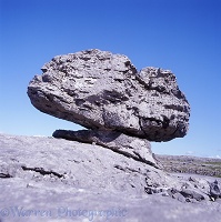 Limestone erratic boulder