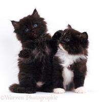 Chocolate and white fluffy kittens