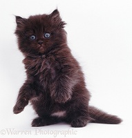 Chocolate fluffy kitten