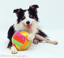 Border Collie dog with colourful ball