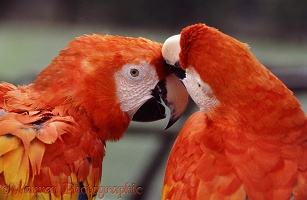 Scarlet Macaws preening