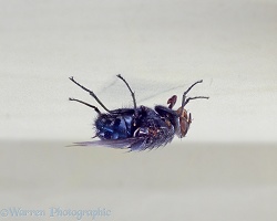 Bluebottle fly on the ceiling