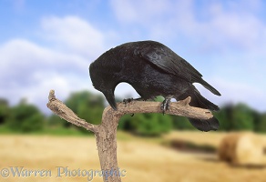 Crow wiping beak