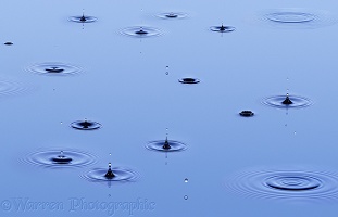Drops falling into still water