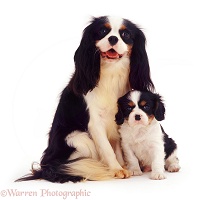 Cavalier King Charles Spaniel dog and pup