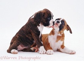 Boxer pups licking