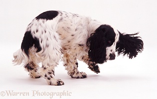 Cocker Spaniel turning