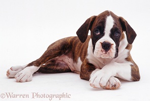 Brindle-and-white Boxer pup