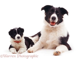 Border Collie and pup