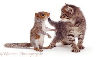Baby Grey Squirrel and tabby kitten
