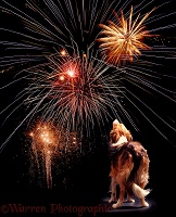 Dog watching fireworks