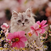 Persian kitten among pink flowers
