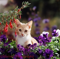 Kitten among pansies