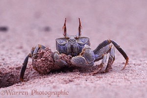 Sand Crab excavating burrow