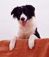 Border Collie with paws up