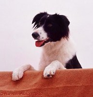 Border Collie with paws up