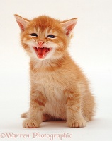 Ginger kitten miaowing
