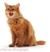 Chocolate Somali cat miaowing