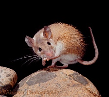 Spiny Mouse sucking foot