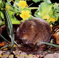 Water Vole with kingcups