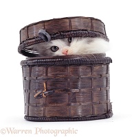 Fluffy kitten in a basket