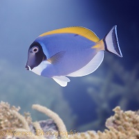Powder-blue Surgeonfish