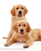 Golden Retriever pups