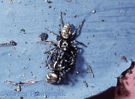 Zebra spiders courting pair