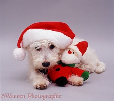 Westie in a Santa hat