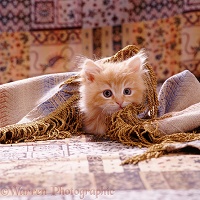Ginger kitten under fringed cover