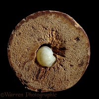 Oak Marble Gall wasp larva