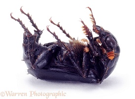 Sexton beetle shamming dead