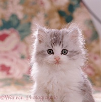 Portrait of fluffy kitten