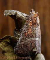 Dew-covered Herald Moth