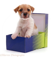 Jack Russell pup in a shoe box
