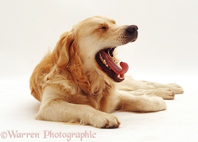 Retriever yawning