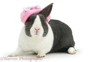 Rabbit in pink hat