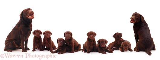 Chocolate Labrador family