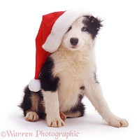 Border Collie pup with Santa hat