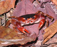 Caribbean Land Crab