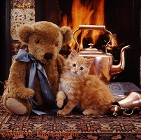 Ginger kitten and teddy bear