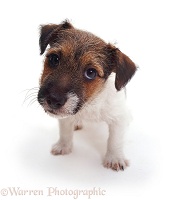 Jack Russell Terrier pup