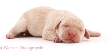 Newborn Yellow Labrador pup