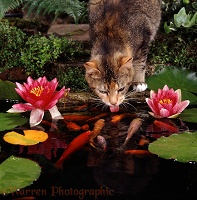 Tortoiseshell cat drinking from goldfish pond