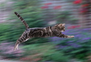 Tabby cat leaping