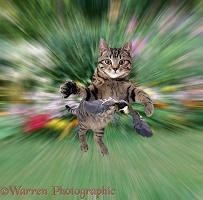 Tabby cat leaping at a great tit